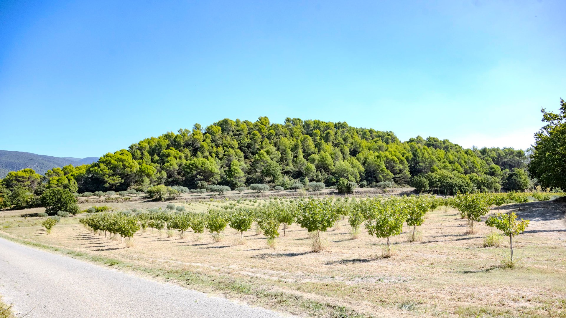 Chemin et vergers au pied des collines du Luberon